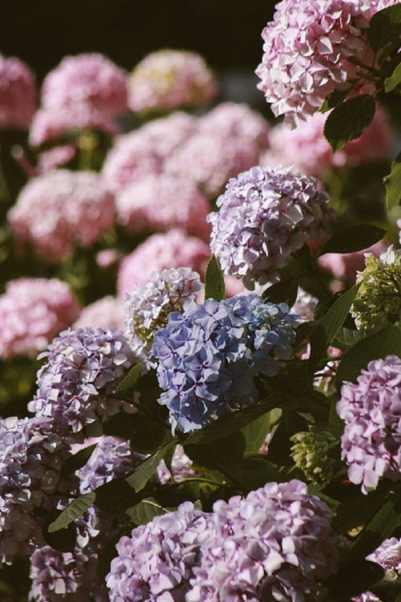 Lilac vs Hydrangea, Which of These Flowers is the Most Beautiful